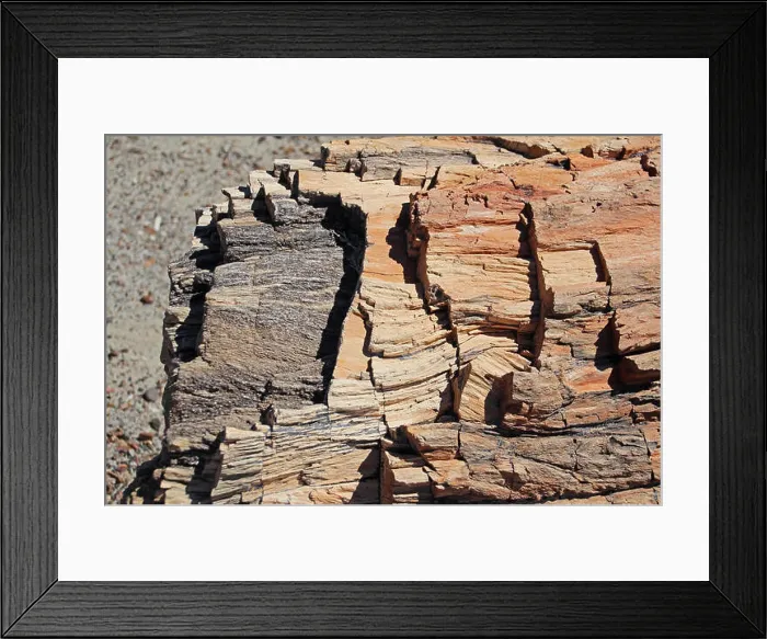 Framed Print : Petrified tree trunk in Petrified Forest National Park, USA Framed Print : Petrified tree trunk in Petrified Forest National Park, USA