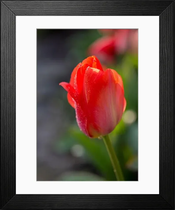 Framed Print : A tulip with the evening sun shining through its petals after rainfall in a British garden Framed Print : A tulip with the evening sun shining through its petals after rainfall in a British garden