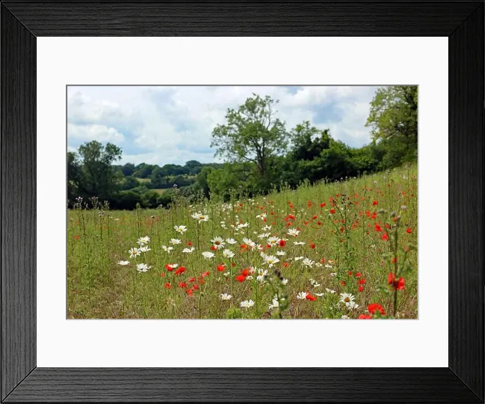 Framed Print : Epsom Downs, Surrey, UK. 05th July, 2021 Framed Print : Epsom Downs, Surrey, UK. 05th July, 2021