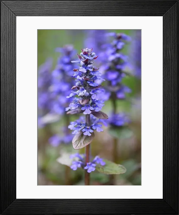 Framed Print : Ajuga reptans, commonly known as blue bugle, bugleherb, creeping bugleweed or carpetweed Framed Print : Ajuga reptans, commonly known as blue bugle, bugleherb, creeping bugleweed or carpetweed