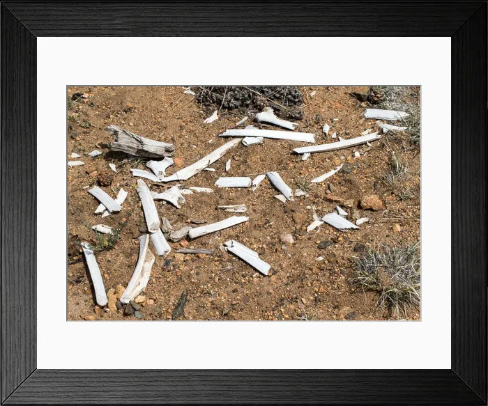 Framed Print : Elk or Mule Deer bones rotting in the sun Framed Print : Elk or Mule Deer bones rotting in the sun