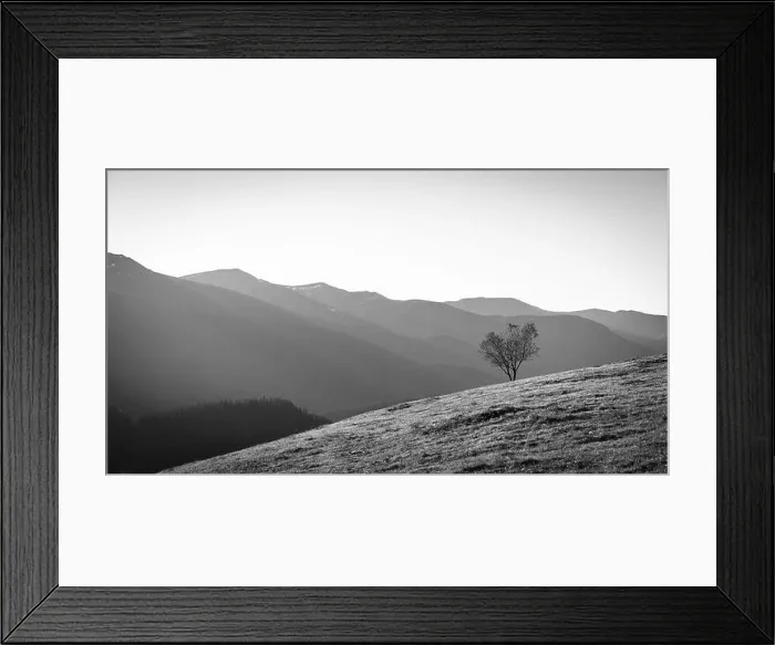 Framed Print : Lonely Tree Growing On Hillside, Grayscale Image Framed Print : Lonely Tree Growing On Hillside, Grayscale Image