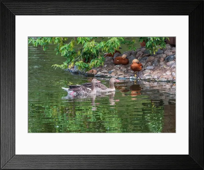 Framed Print : Two greylag goose are swimming on the surface of the pond. Anser anser