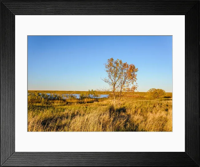 Framed Print : A tree with yellow leaves in a dense grass is not a field near a blue lake under an autumnal sky Framed Print : A tree with yellow leaves in a dense grass is not a field near a blue lake under an autumnal sky