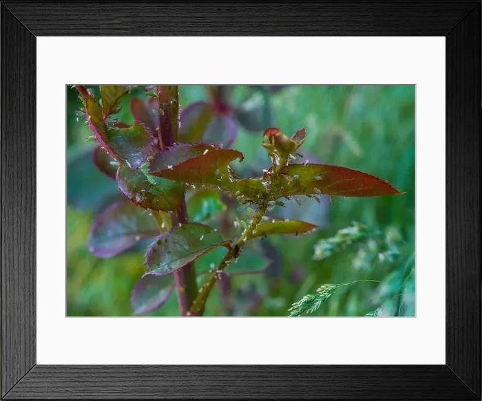 Framed Print : Red leaves of flower on green background