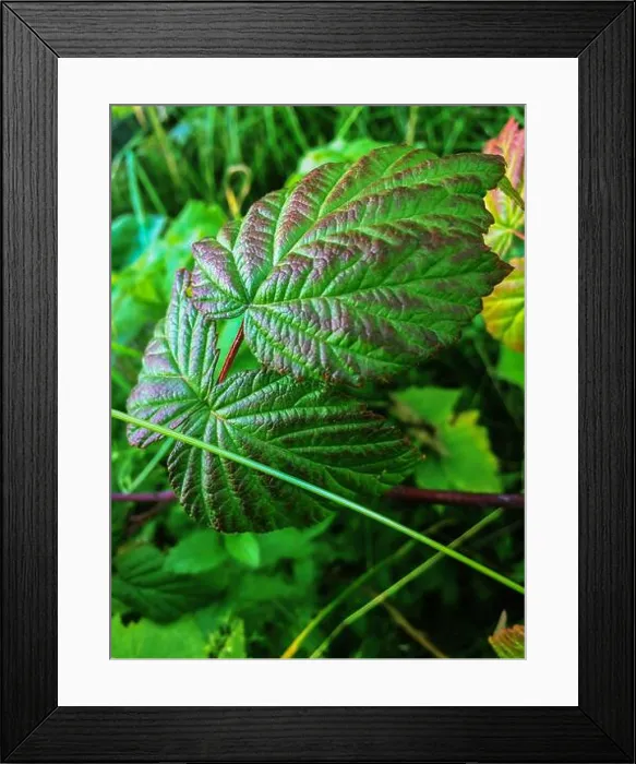 Framed Print : Beautiful raspberry bush in the spring that blooms with white flowers, growing berries in the garden Framed Print : Beautiful raspberry bush in the spring that blooms with white flowers, growing berries in the garden