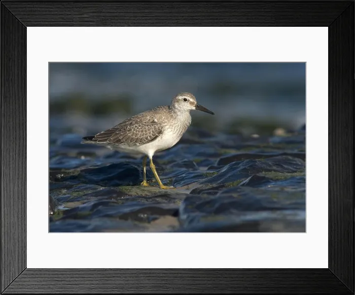 Framed Print : Red Knot; Kanoetstrandloper Framed Print : Red Knot; Kanoetstrandloper