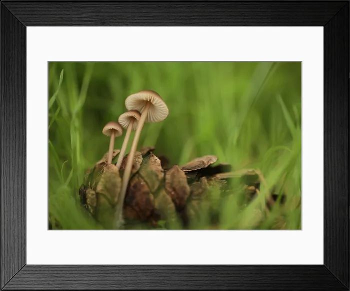 Framed Print : Clustered Pine Cone Bonnet mushrooms (Mycena seynii) growing by a fallen pinecone Framed Print : Clustered Pine Cone Bonnet mushrooms (Mycena seynii) growing by a fallen pinecone