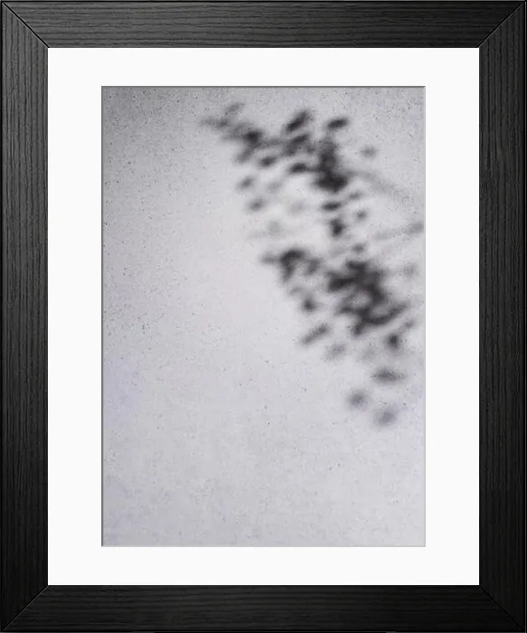 Framed Print : Tree leaves shadows on grey concrete wall. Abstract background Framed Print : Tree leaves shadows on grey concrete wall. Abstract background