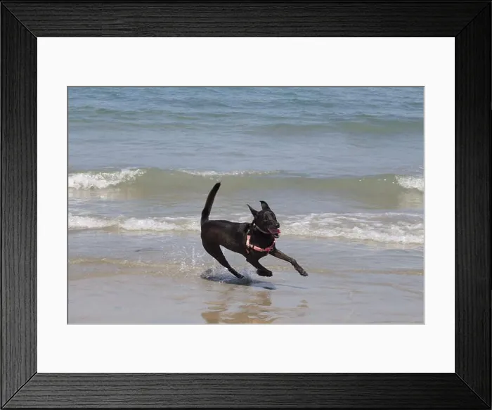 Framed Print : Black German Shepherd-Pit Bull mix dog with the zoomies at Ocean Beach Dog Beach Framed Print : Black German Shepherd-Pit Bull mix dog with the zoomies at Ocean Beach Dog Beach