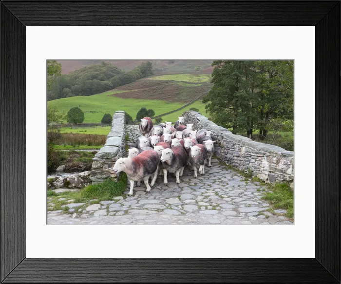 Framed Print : Lake District, Cumbria - a flock of Herdwick sheep cross a packhorse bridge over the River Derwent near Rosthwaite Framed Print : Lake District, Cumbria - a flock of Herdwick sheep cross a packhorse bridge over the River Derwent near Rosthwaite