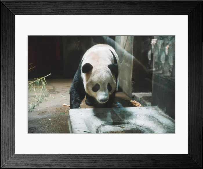 Framed Print : Giant panda is eating bamboo in the Hangzhou Zoo Framed Print : Giant panda is eating bamboo in the Hangzhou Zoo