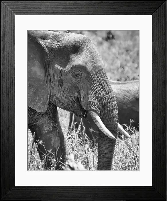 Framed Print : Vertical greyscale closeup shot of the head of a cute elephant in the wilderness Framed Print : Vertical greyscale closeup shot of the head of a cute elephant in the wilderness