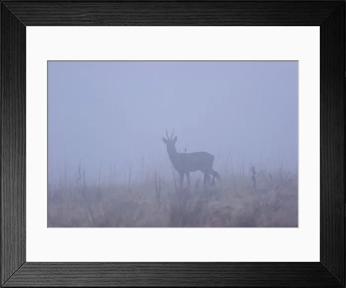 Framed Print : Roe deer (Capreolus capreolus) in mist, spring, Yorkshire, UK Framed Print : Roe deer (Capreolus capreolus) in mist, spring, Yorkshire, UK