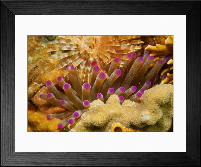 Framed Print : Tentacles of giant anemone underwater between coral and a feather duster worm, Caribbean sea, Mexico Framed Print : Tentacles of giant anemone underwater between coral and a feather duster worm, Caribbean sea, Mexico