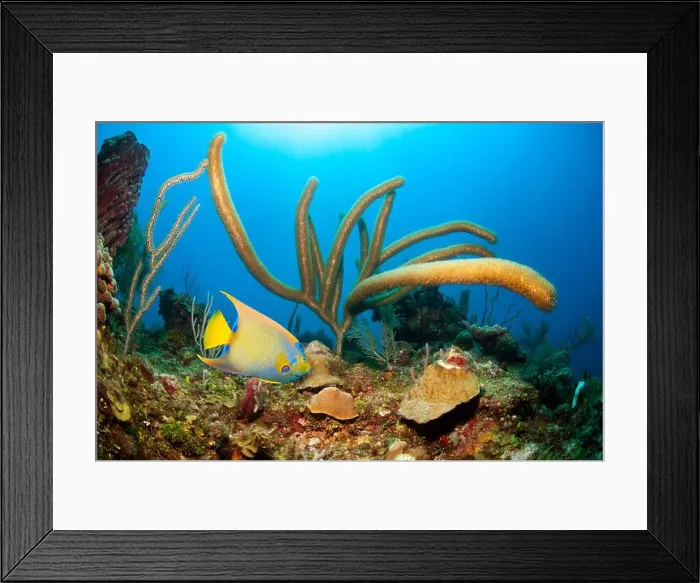 Framed Print : Queen angelfish Framed Print : Queen angelfish