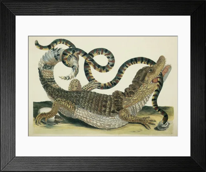 Framed Print : Caiman or Crocodile Framed Print : Caiman or Crocodile