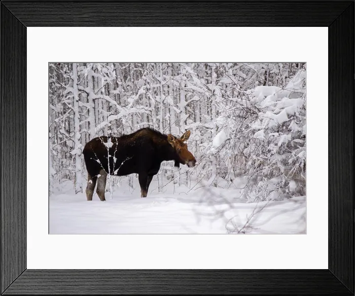 Framed Print : A cow moose nibbling on a branch in a snow covered white winter forest Framed Print : A cow moose nibbling on a branch in a snow covered white winter forest