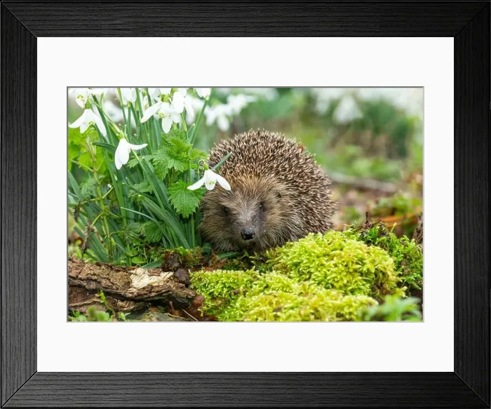 Framed Print : Hedgehog, (Scientific name: Erinaceus Europaeus) Wild Framed Print : Hedgehog, (Scientific name: Erinaceus Europaeus) Wild