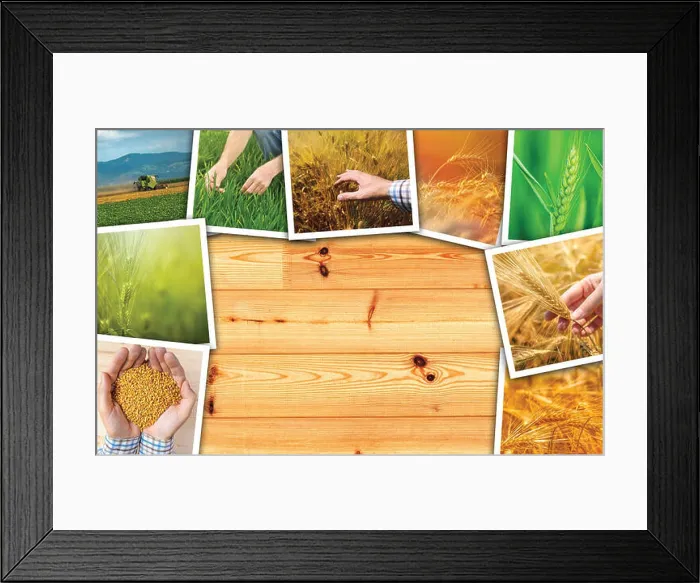 Framed Print : Wheat agriculture photo collage, collection of photos depicting growth and harvesting of cereal plant Framed Print : Wheat agriculture photo collage, collection of photos depicting growth and harvesting of cereal plant
