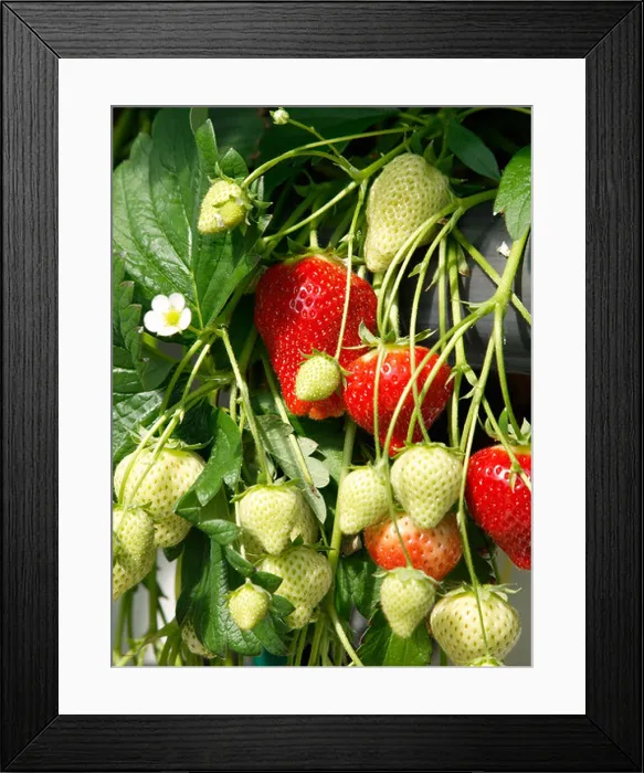 Framed Print : Strawberry plant with ripe and unripe fruits and flower Framed Print : Strawberry plant with ripe and unripe fruits and flower
