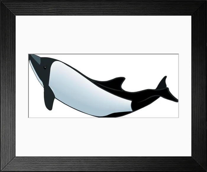 Framed Print : Commerson's Dolphin Vector Illustration Framed Print : Commerson's Dolphin Vector Illustration
