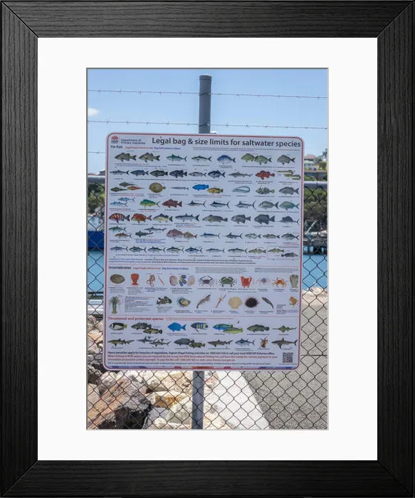 Framed Print : New South Wales Government Legal Bag And Size Limits For Saltwater Fish Species Poster On Display At Port Eden New Framed Print : New South Wales Government Legal Bag And Size Limits For Saltwater Fish Species Poster On Display At Port Eden New