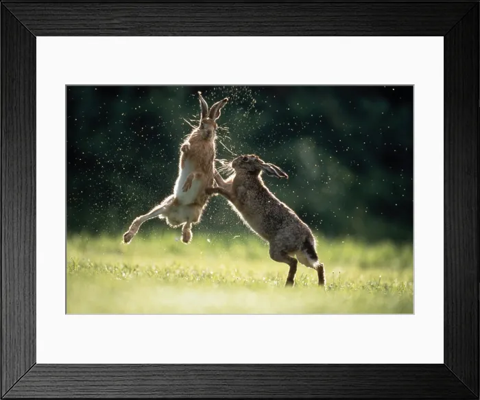 Framed Print : BROWN HARES boxing