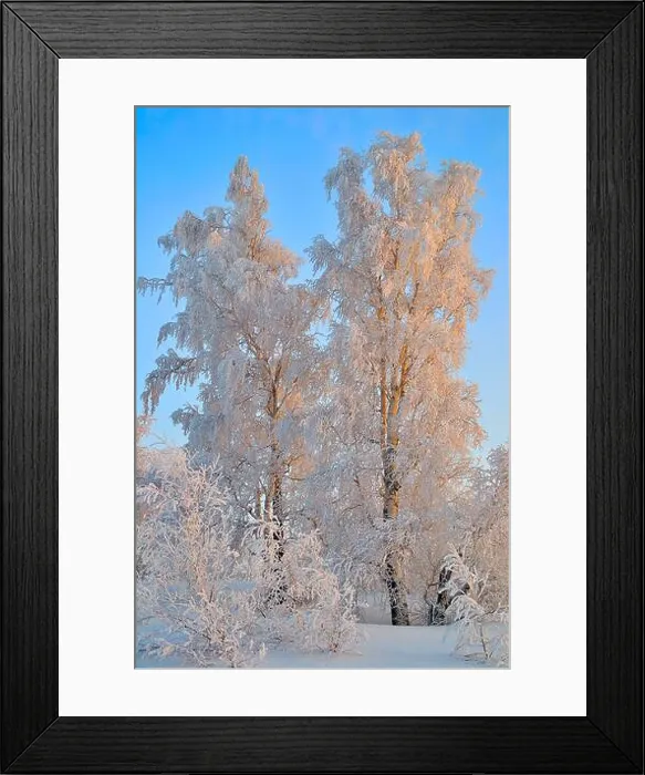 Framed Print : Frosty winter sunset in birch grove with hoarfrost covered Framed Print : Frosty winter sunset in birch grove with hoarfrost covered