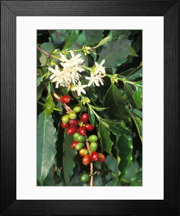 Framed Print : Kona coffee plant, close-up of beans (red & green) with white flowers and leaves Framed Print : Kona coffee plant, close-up of beans (red & green) with white flowers and leaves