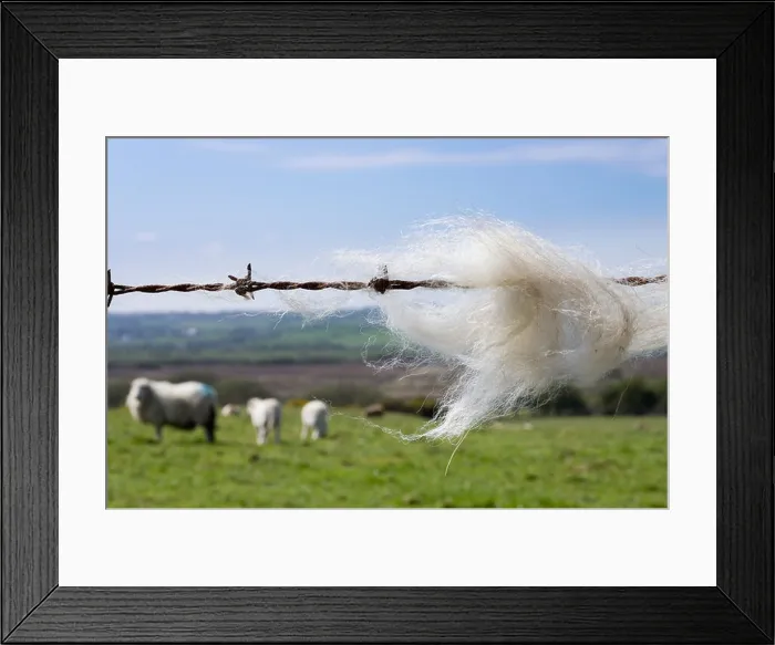 Framed Print : Sheep's wool caught on a barbed wire fence with sheep in a farm field beyond. Wales UK Britain Framed Print : Sheep's wool caught on a barbed wire fence with sheep in a farm field beyond. Wales UK Britain