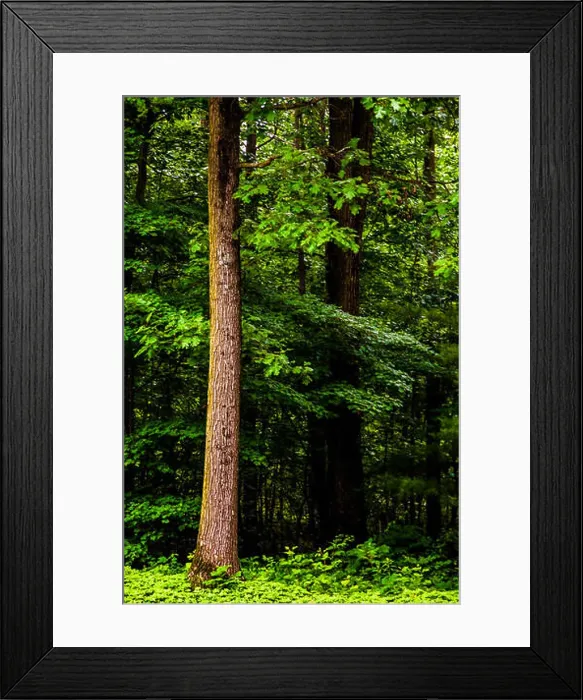Framed Print : Tall trees in a dense, lush forest Framed Print : Tall trees in a dense, lush forest
