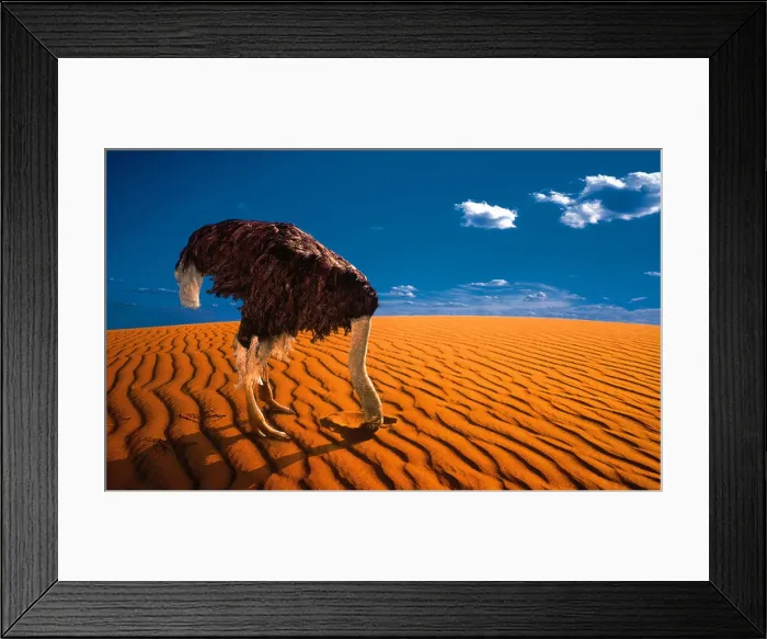 Framed Print : OSTRICH WITH HEAD BURIED IN SAND Framed Print : OSTRICH WITH HEAD BURIED IN SAND