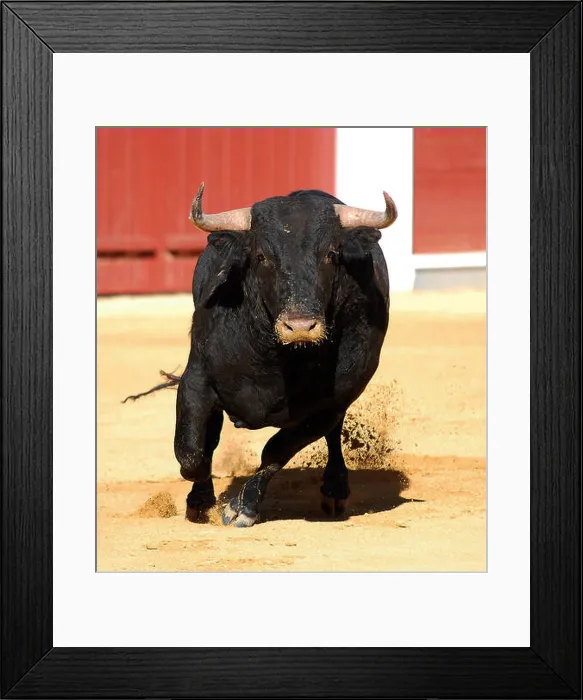Framed Print : strong and angry bull in spain Framed Print : strong and angry bull in spain