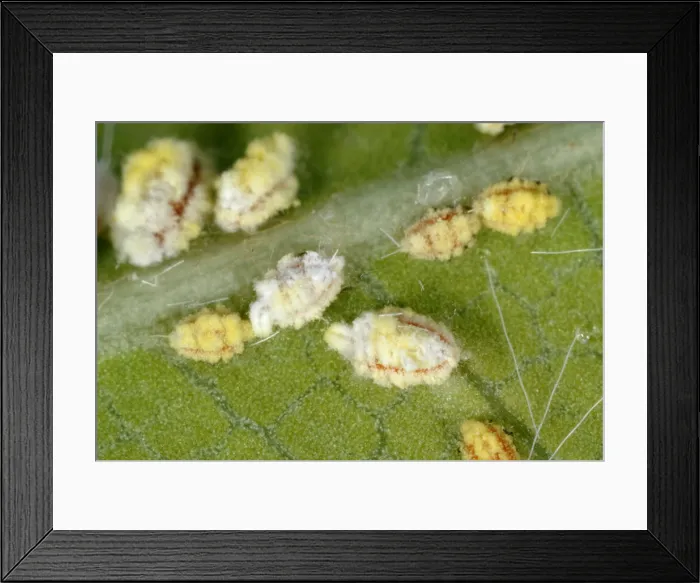 Framed Print : Cottony cushion scale (Icerya purchasi) nymphs on a leaf Framed Print : Cottony cushion scale (Icerya purchasi) nymphs on a leaf