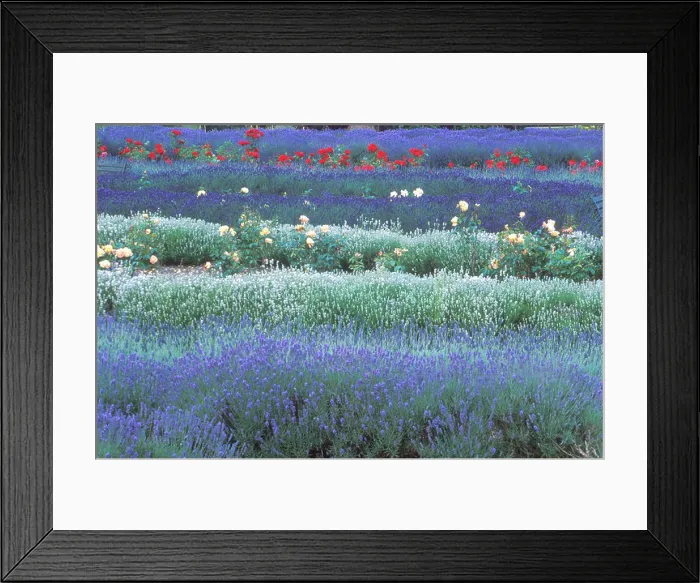 Framed Print : FIELDS OF LAVENDER AT HEACHAM WEST NORFOLK EAST ANGLIA ENGLAND UK Framed Print : FIELDS OF LAVENDER AT HEACHAM WEST NORFOLK EAST ANGLIA ENGLAND UK