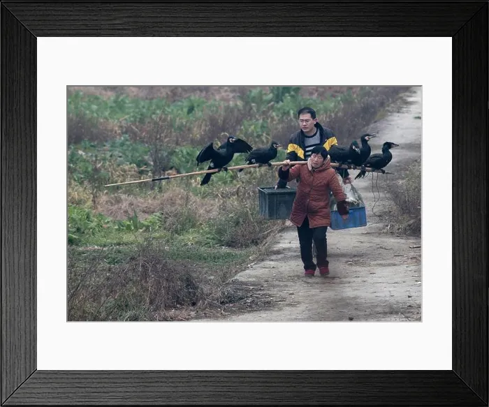 Framed Print : Woman carrying trained fishing cormorants on a bamboo pole