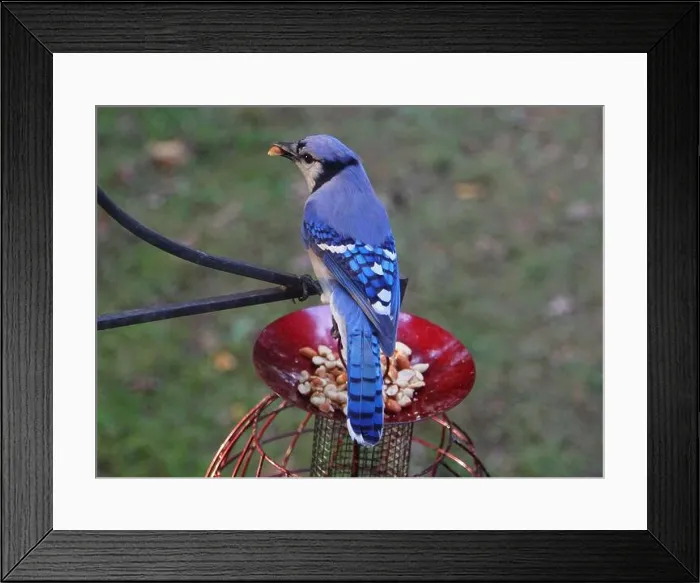Framed Print : A beautiful Blue Jay eating peanuts from a bird feeder Framed Print : A beautiful Blue Jay eating peanuts from a bird feeder