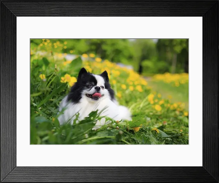 Framed Print : A smiling Pomeranian dog in the grass Framed Print : A smiling Pomeranian dog in the grass