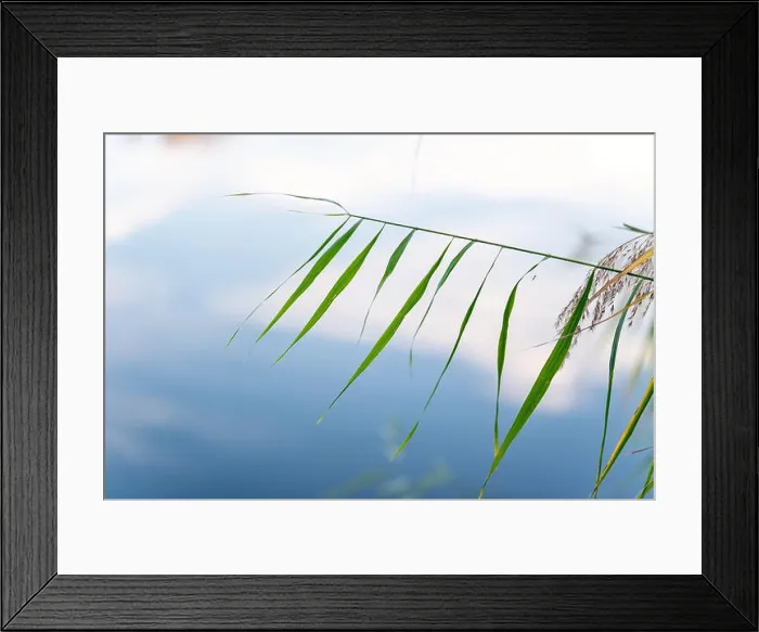 Framed Print : Single grass blade with a tiny fly resting on it Framed Print : Single grass blade with a tiny fly resting on it