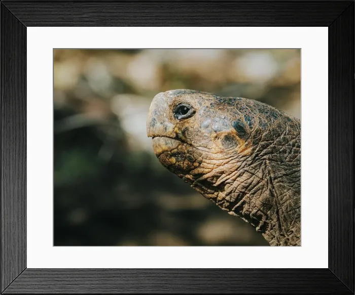 Framed Print : Galapagos giant tortoise in its natural habitat on San Cristobal Island, Galapagos, Ecuador Framed Print : Galapagos giant tortoise in its natural habitat on San Cristobal Island, Galapagos, Ecuador