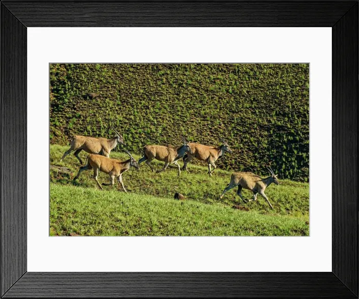 Framed Print : Escaping eland antelopes, Lotheni Framed Print : Escaping eland antelopes, Lotheni