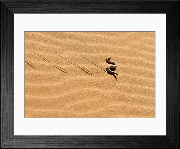 Framed Print : Peringueys desert adder