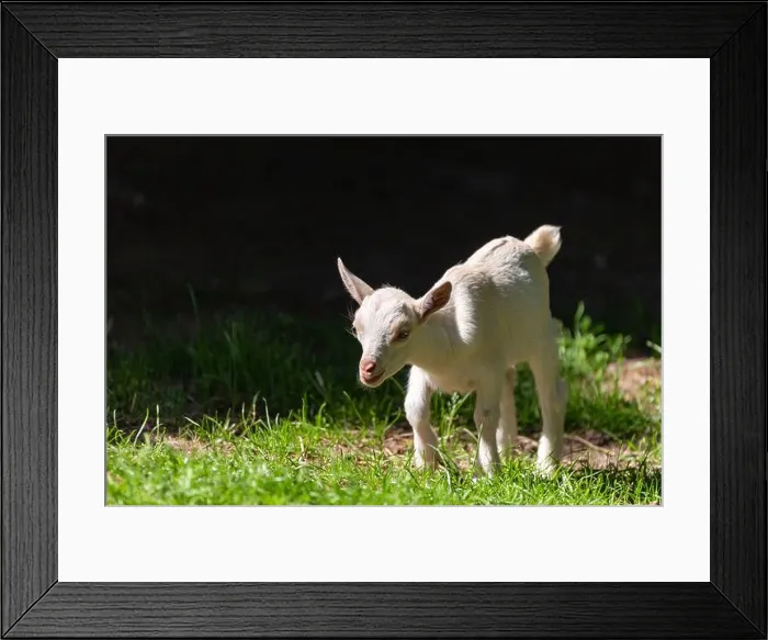 Framed Print : An adorable baby Saanen goat on the farm Framed Print : An adorable baby Saanen goat on the farm