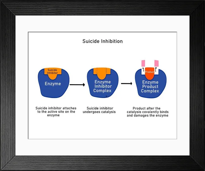Framed Print : Suicide inhibition in enzymes, illustration Framed Print : Suicide inhibition in enzymes, illustration