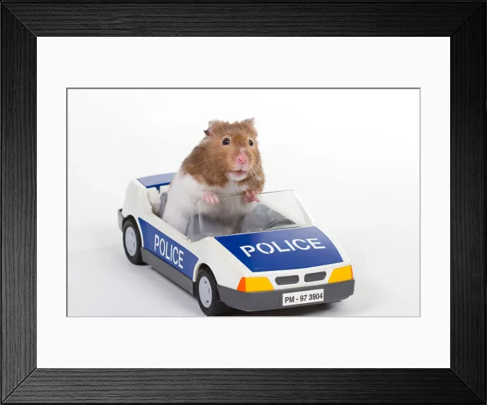 Framed Print : Hamster in a toy police car Framed Print : Hamster in a toy police car