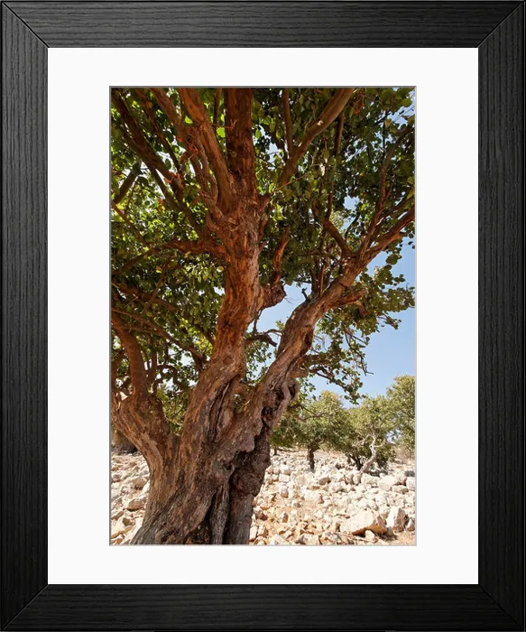 Framed Print : Israel the Lower Galilee Styrax tree Styrax Officinalis in Yodfat Framed Print : Israel the Lower Galilee Styrax tree Styrax Officinalis in Yodfat
