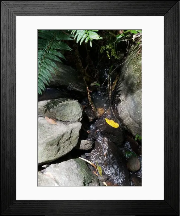 Framed Print : A creek in the rough terrain of the Dandenong Ranges National Park is nothing to get excited about Framed Print : A creek in the rough terrain of the Dandenong Ranges National Park is nothing to get excited about