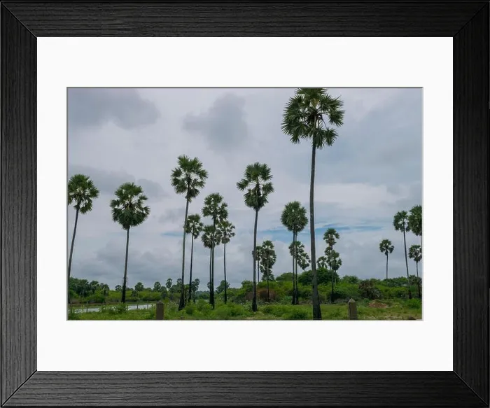 Framed Print : The Palmyrah Tree Jaffna, Sri lanka Framed Print : The Palmyrah Tree Jaffna, Sri lanka