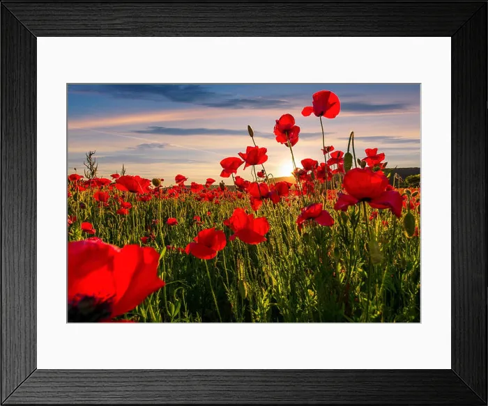 Framed Print : poppy flowers field in mountains. beautiful summer landscape at sunset